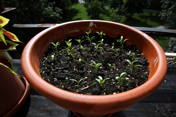 cilantro_wk2 Cilantro growing