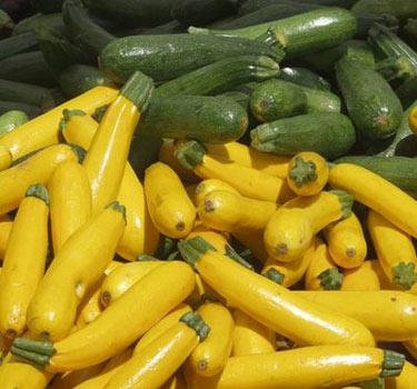 zucchini Garden zucchini.